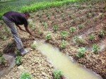 11.900 agriculteurs poursuivis par la justice pour occupation illégale des terres agricoles